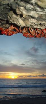 Red Crabs index