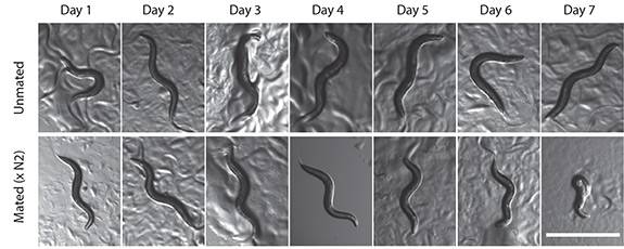 Worms shrinking worms