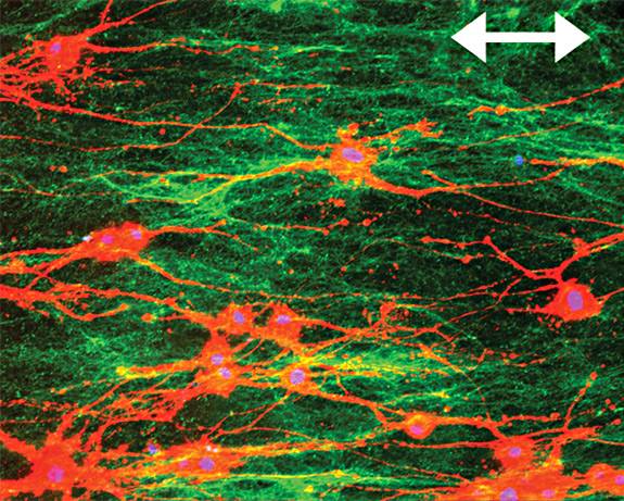 InnovationFunds_Schwartzbauer