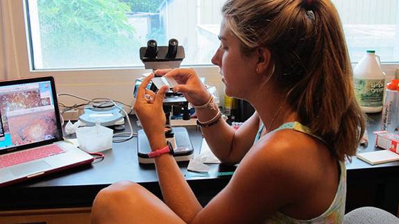 Senior Thesis Bermuda lab