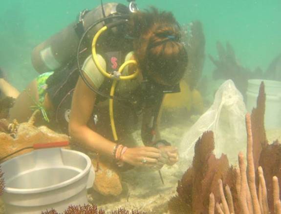 Senior Thesis Bermuda reef