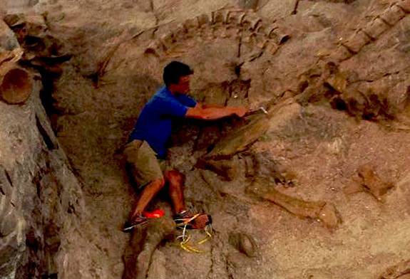 Senior Thesis Dinosaurs - Saitta on wall