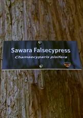 Historic Trees index visual