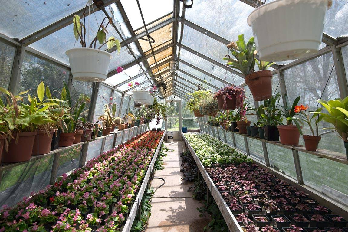 Greenhouse interior shot