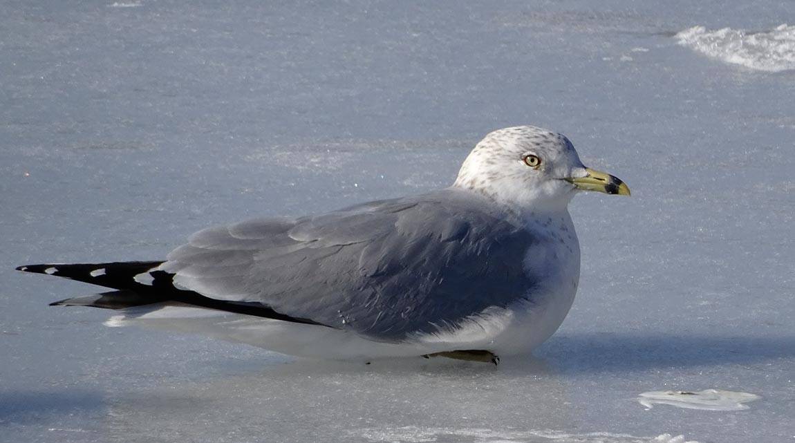 Lake Carnegie seagull