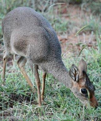 Pringle-Kartzinel DNA dik-dik