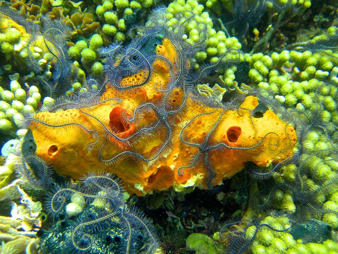 International Eye photo contest 'Hang on' Bocas del Toro, Panama