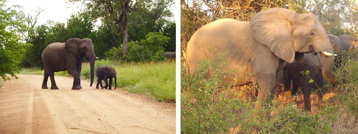 Researchers from Princeton University and the University of California-Berkeley found that a one-time legal sale of 108 metric tons of stockpiled ivory that was intended to stifle elephant poaching in Africa actually expanded the black market for ivory and led to the slaughter of more elephants. The researchers found that the partial legalization stimulated new demand for ivory and made concealing illegal ivory easier. The booming international black market for ivory is thought to have led to the slaught...