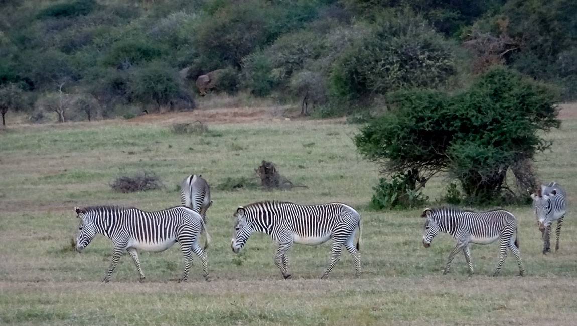 Mpala Grevy zebras