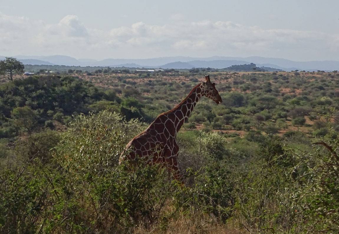 Photos from the Mpala Research Centre giraffe