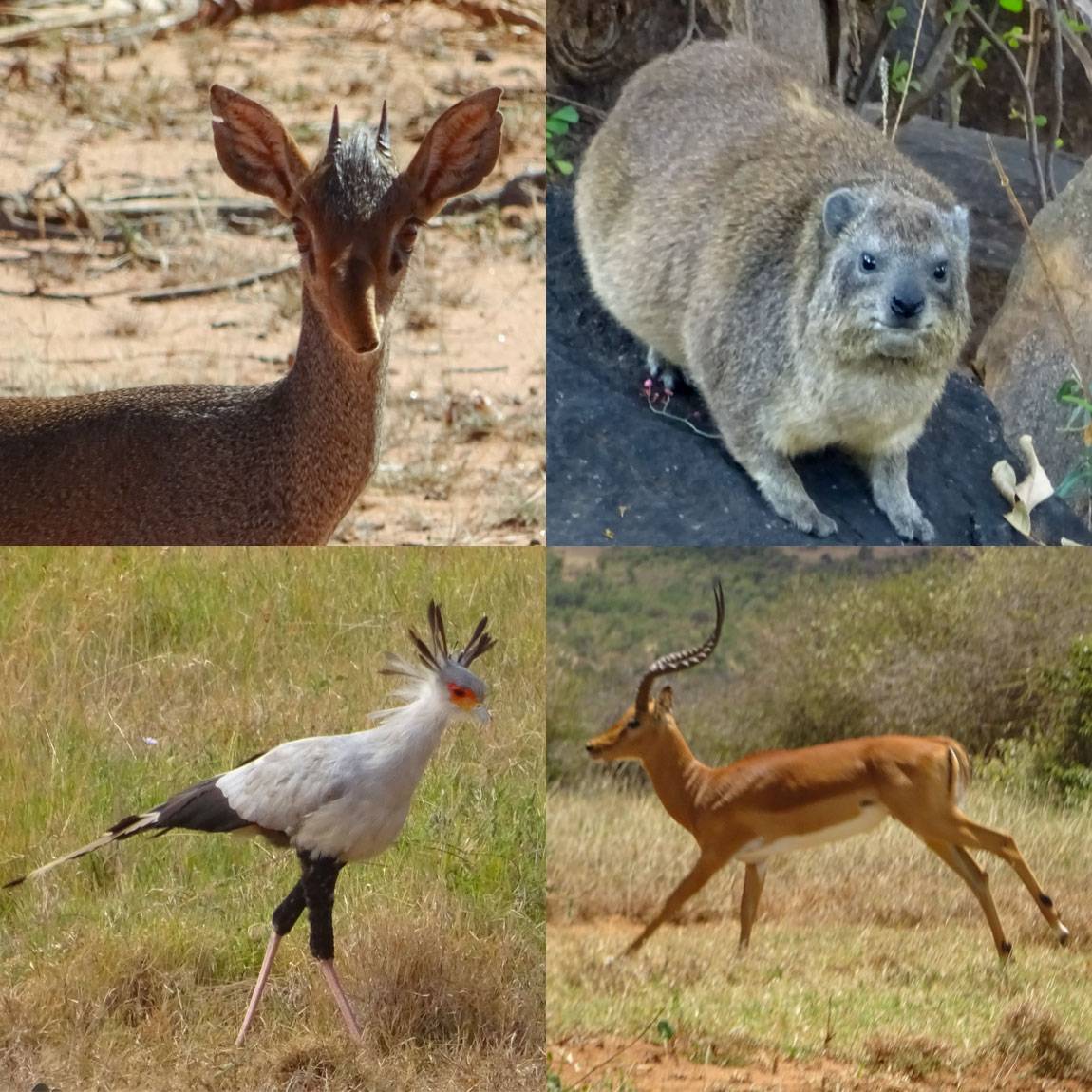 Photos from the Mpala Research Centre Dik Dik, Rox Hyrax, Secretary Bird, Impala 