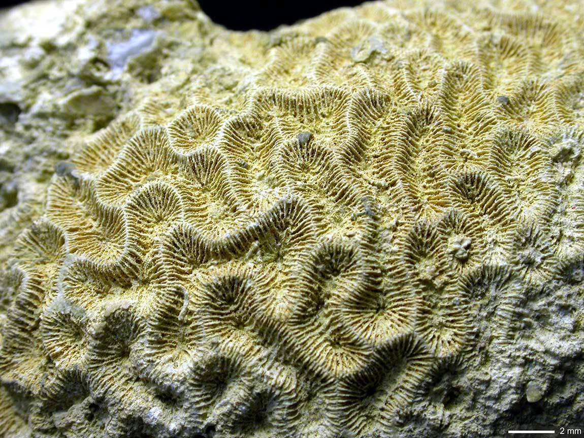 image of coral
