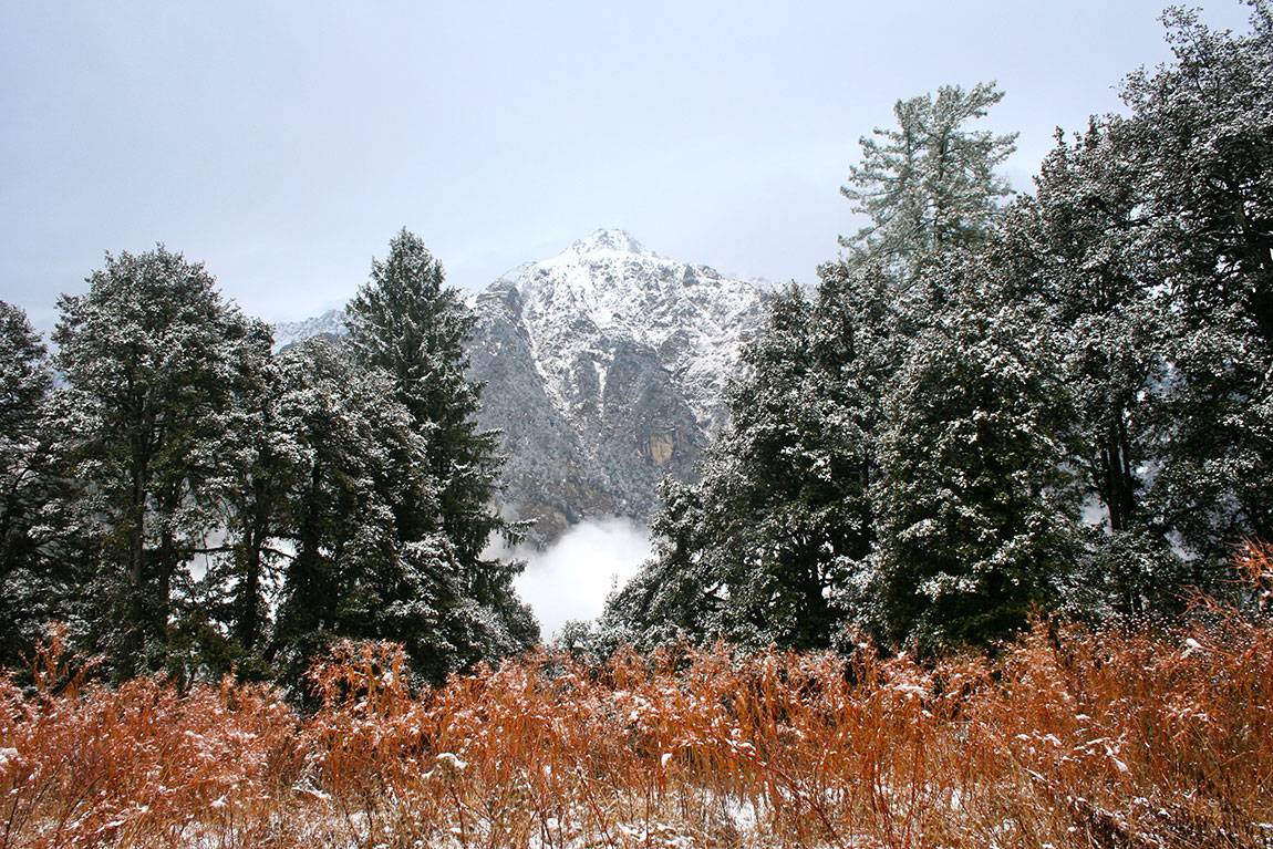 A Princeton University-based study suggests that the ranges of birds in the world's temperate mountain areas — often presumed to be determined by competition — may actually be determined more by temperature and habitat. The researchers spent two years in India documenting the distribution of 70 Himalayan bird species, and found that temperature and habitat predominantly determine the elevations where the birds live. Above, a mixed coniferous forest in Great Himalayan National Park. 