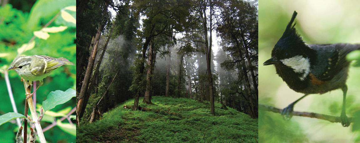 The findings indicate that species living in temperate mountain habitats — particularly in the northern latitudes — could face even greater repercussions from climate change than previously thought. Pictured above are a lemon-rumped warbler (<i>Phylloscopus chloronotus</i>) (left), a species limited by competition, and a spot-winged tit (<i>Periparus melanolophus</i>), a species limited by habitat, both of which live in mixed coniferous forests (center) such as those found in the Sierra Nevada. 