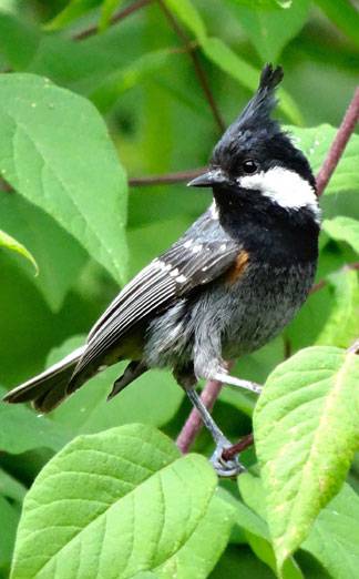 spot-winged tit (<i>Periparus melanolophus</i>)