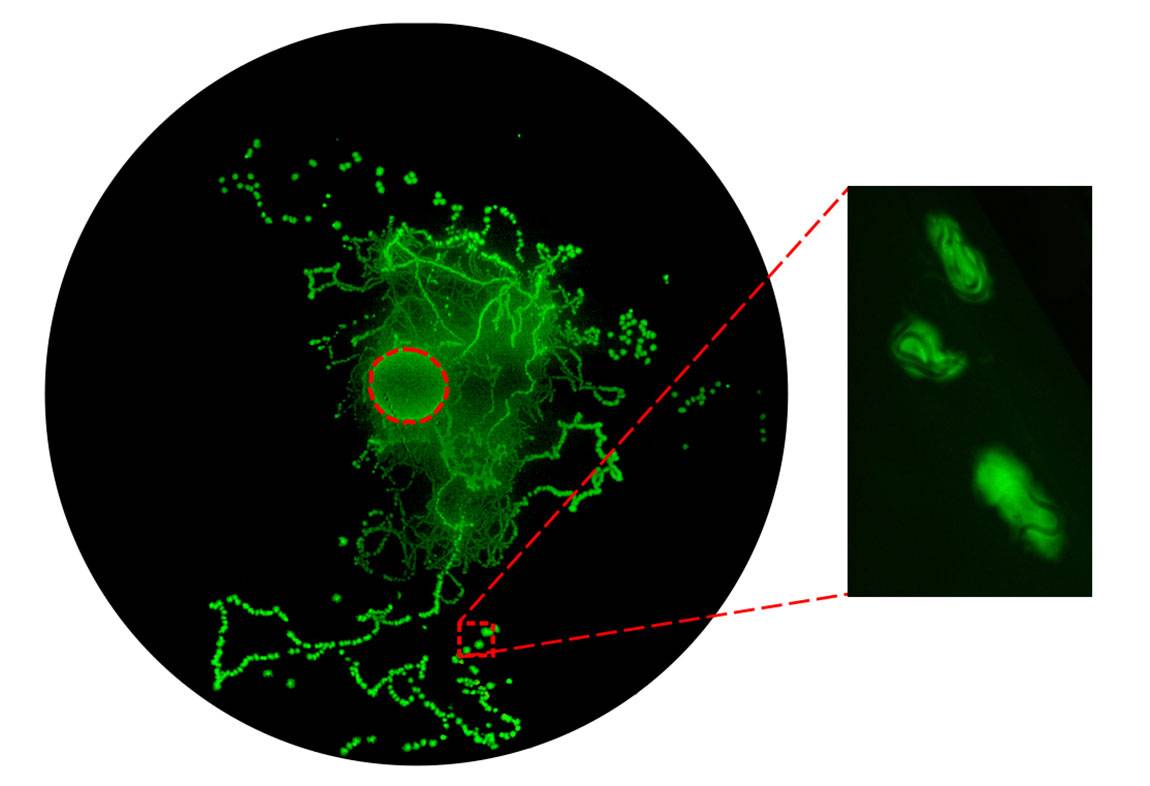 image of roundworms Caenorhabditis elegans