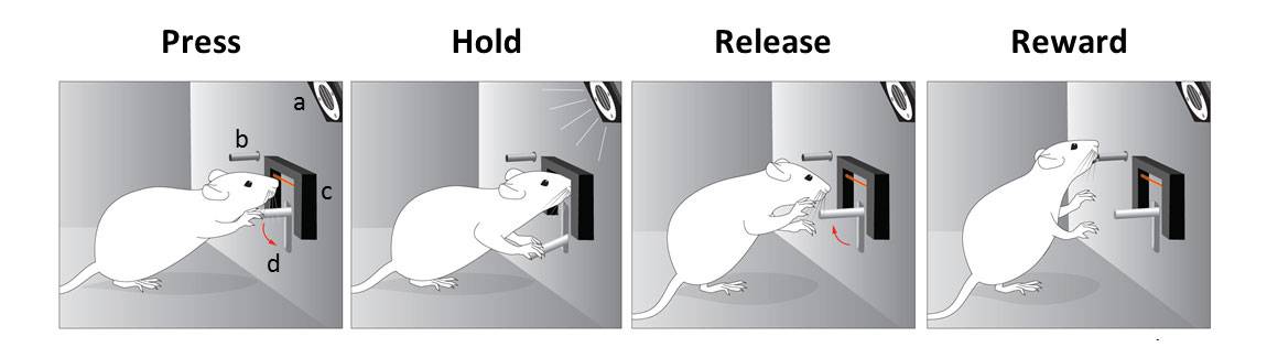 Brain GPS_mouse experiment