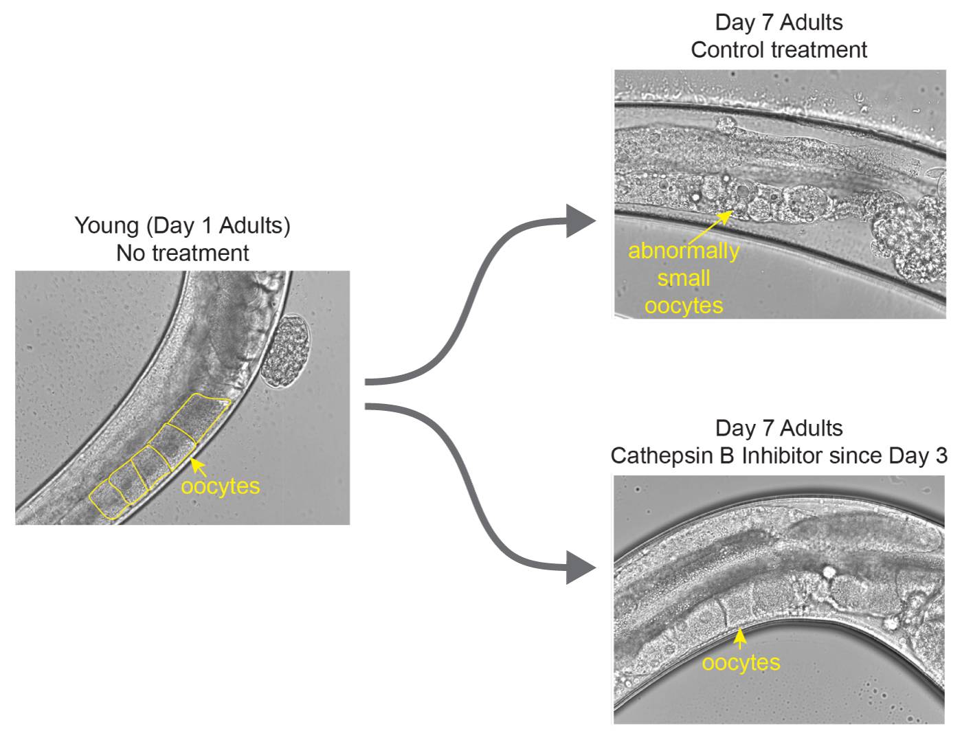 Graphic showing results of worm fertility experiment