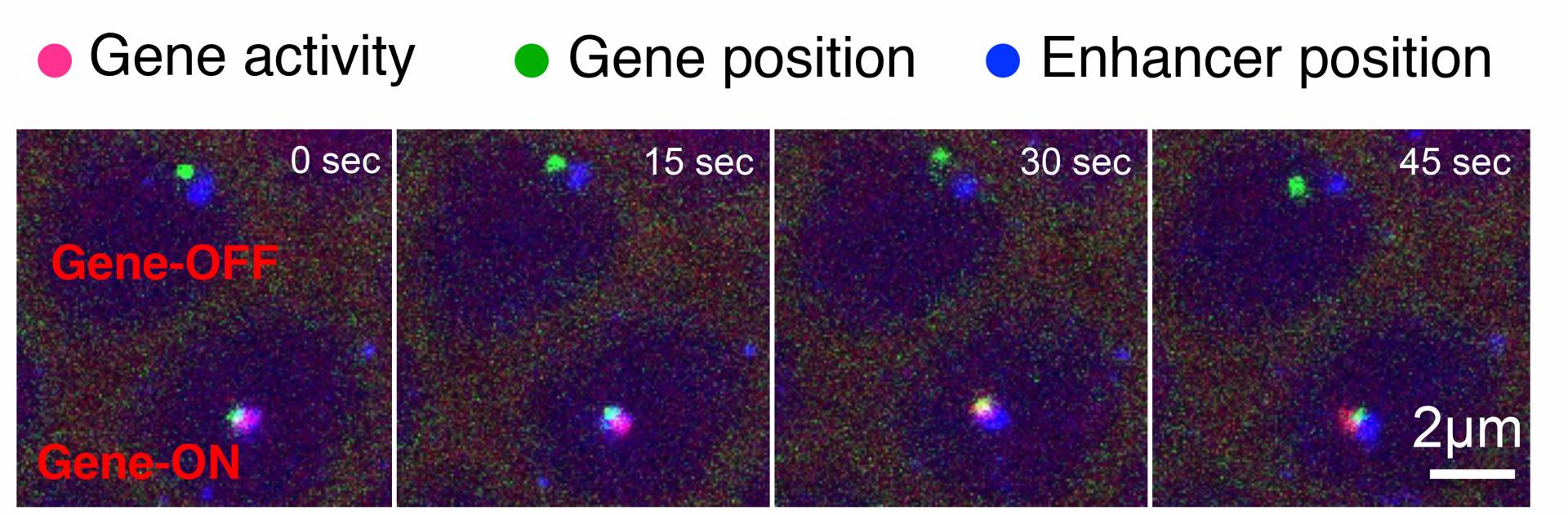 A time series of images reveals how a DNA segment known as an enhancer can turn on, or activate, its target gene