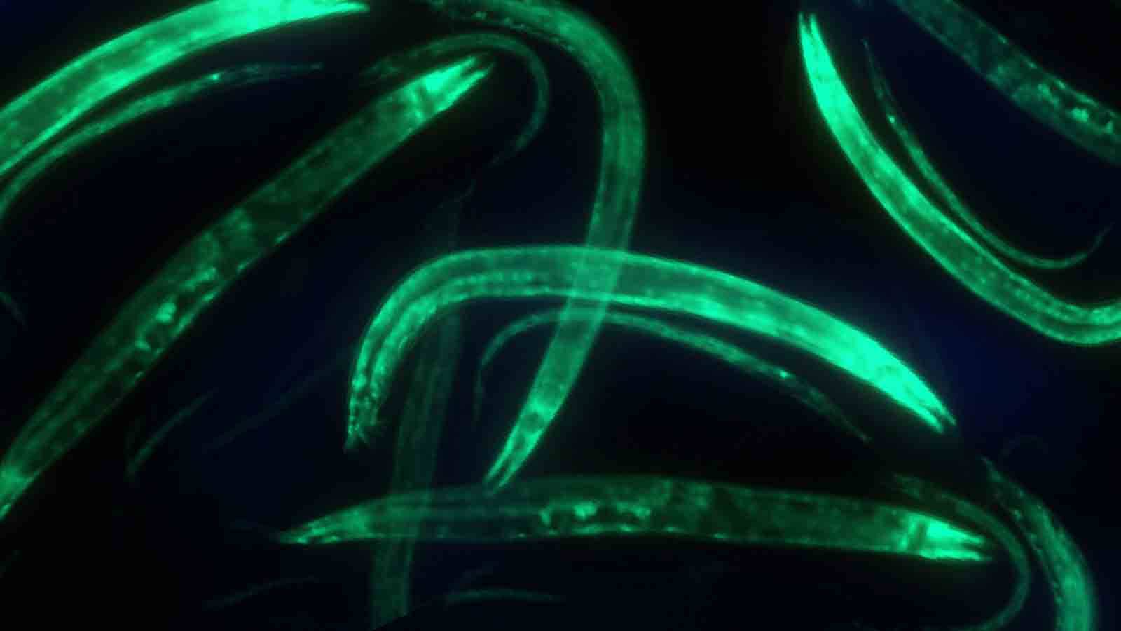 adult roundworm