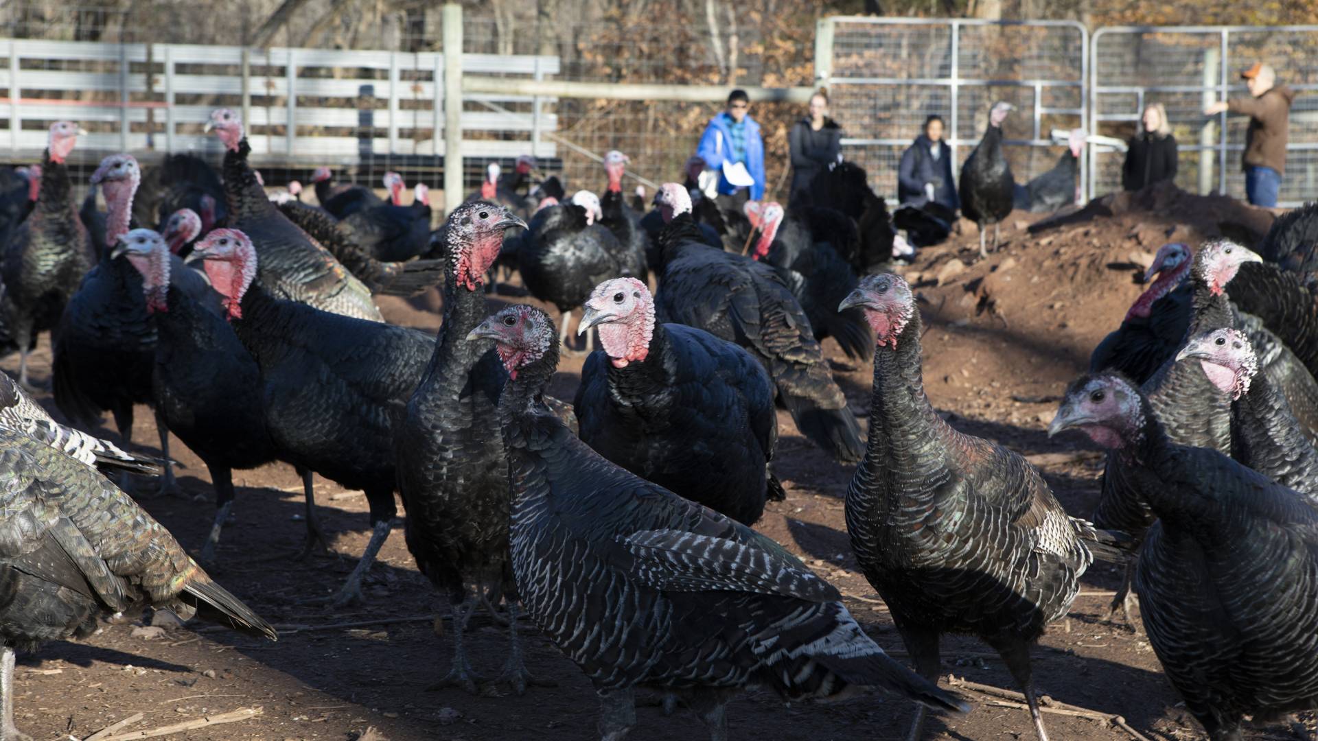 Students stand outside the turkey enclosure