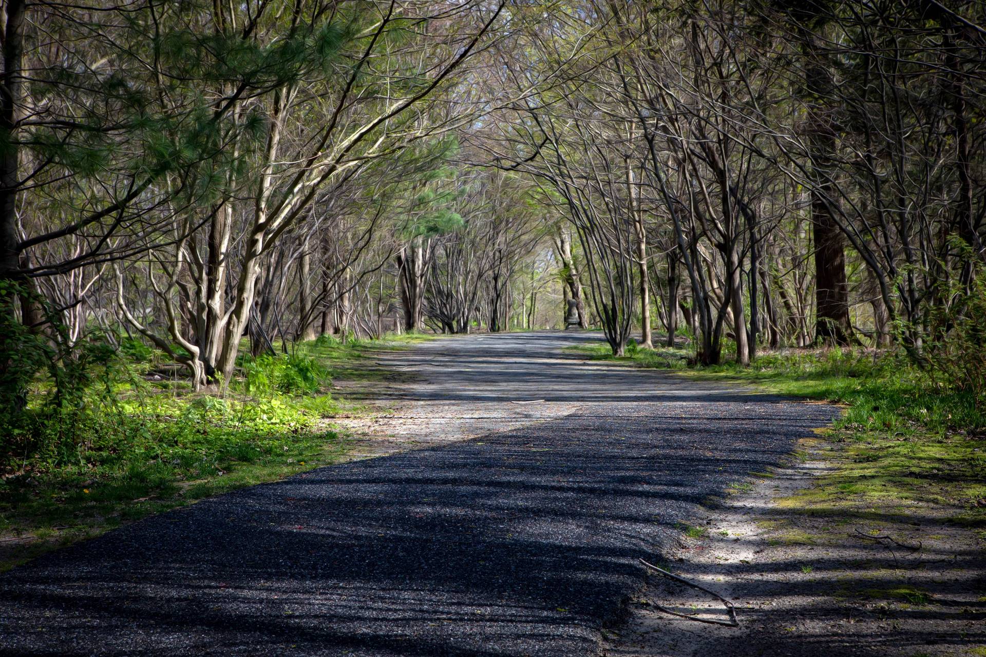 A road flanked by bbudding trees