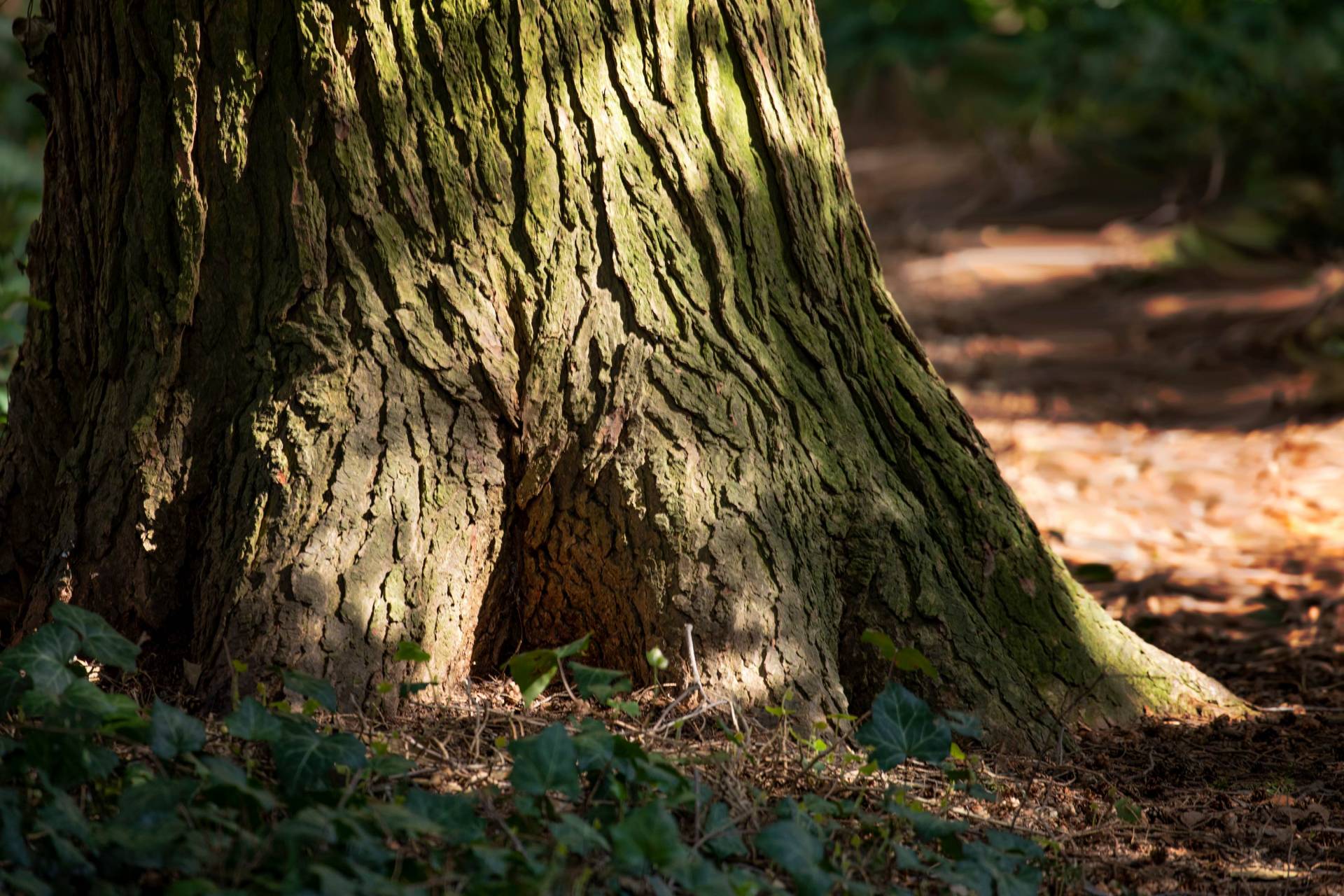 light dances on a tree trunk