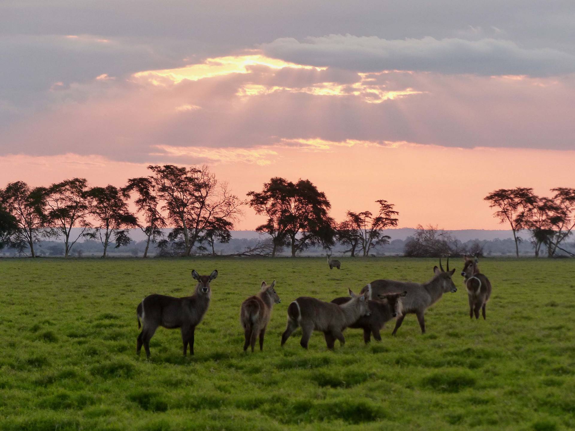 waterbucks at sunset