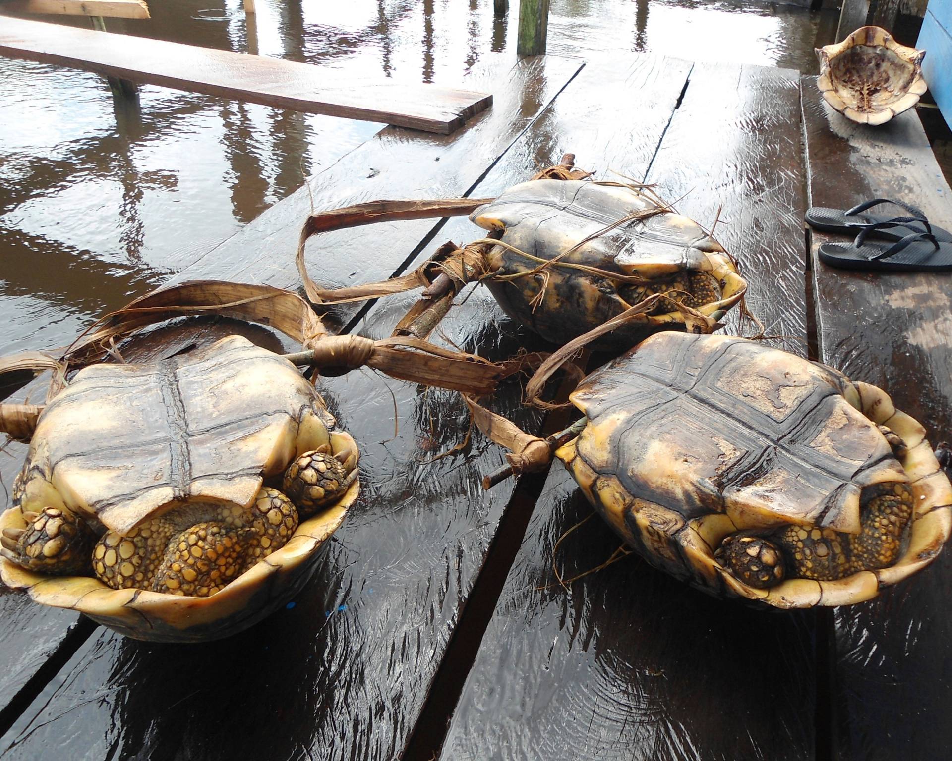 yellow-footed tortoises