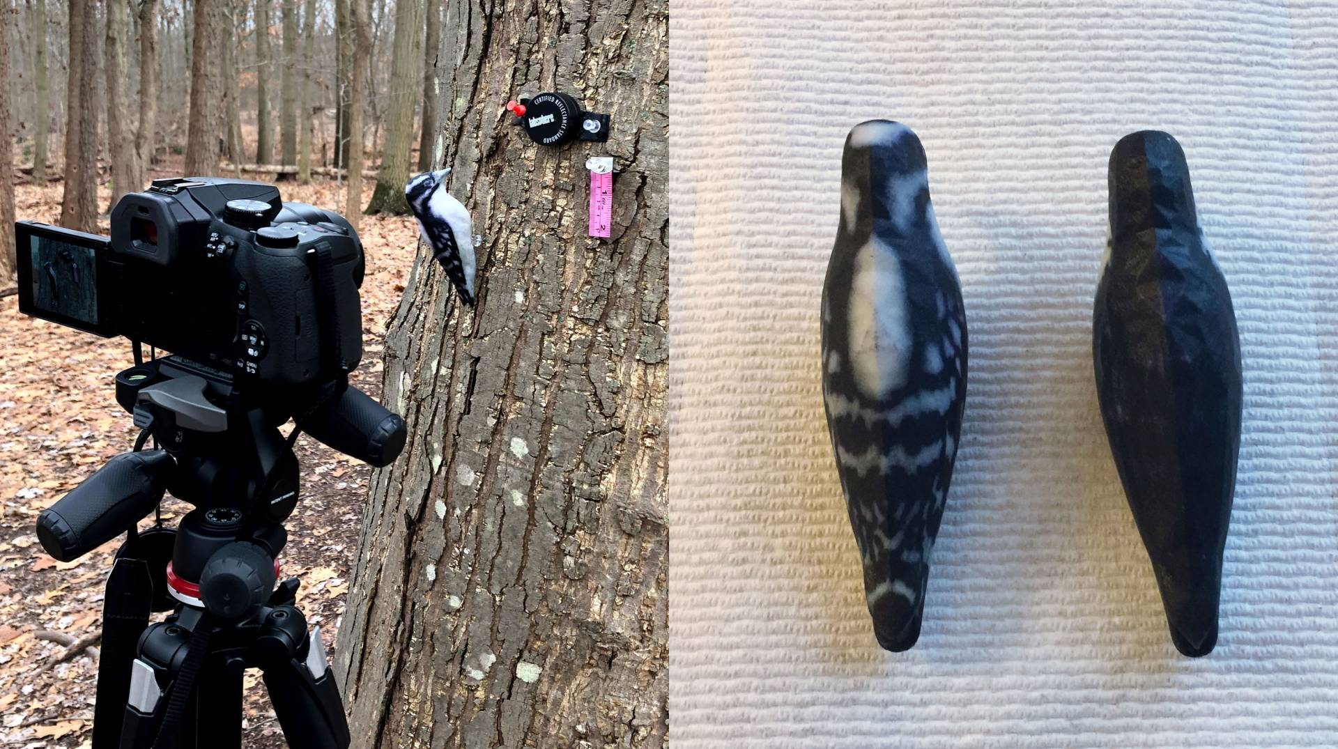 A camera set up with a bird model posed on a tree trunk next to a tap measure for scale and a closeup of 2 bird models