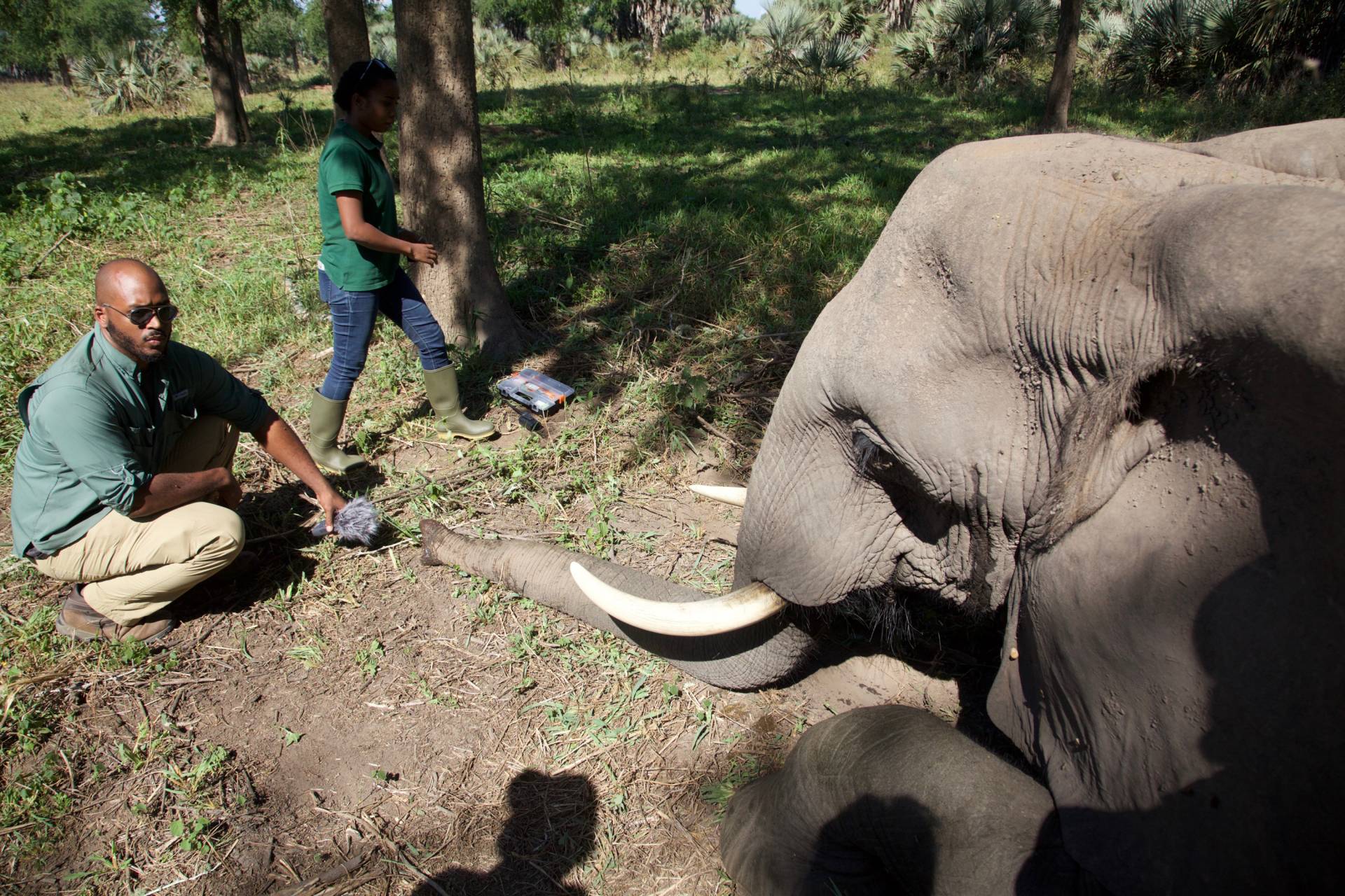 A man sits near an elephant