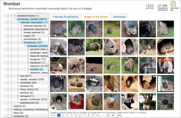 Images of wombats from the original ImageNet database