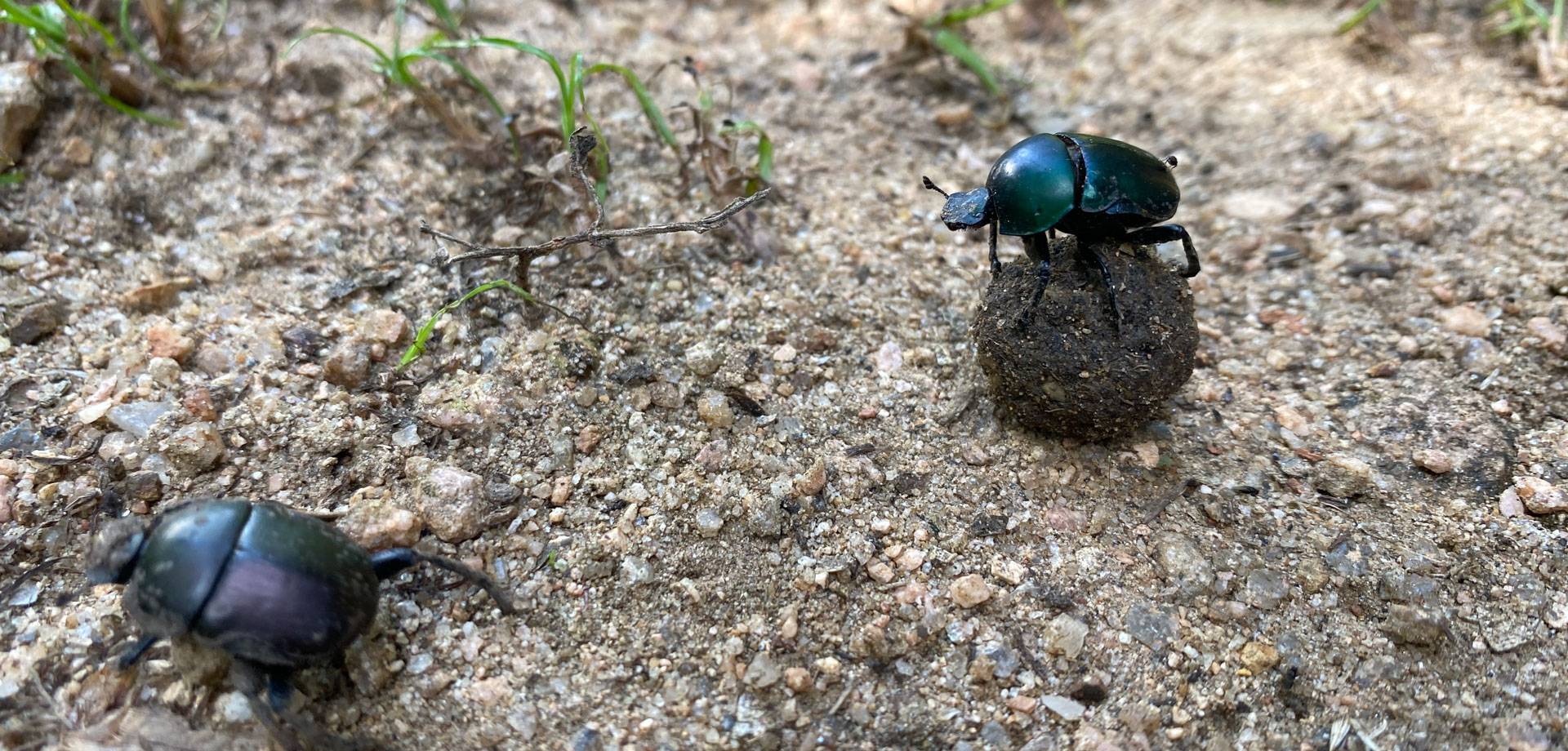 Dung beetles