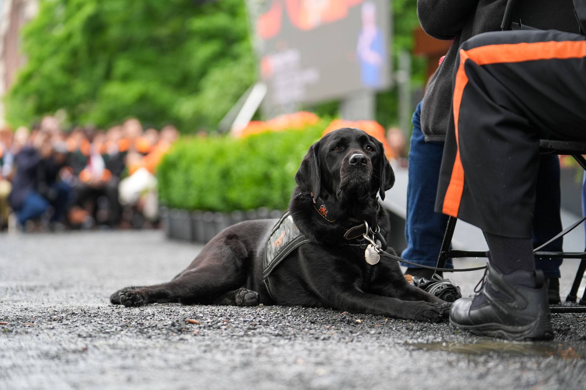 Coach, the popular therapy dog at Princeton, waits his turn to be named an honorary class member