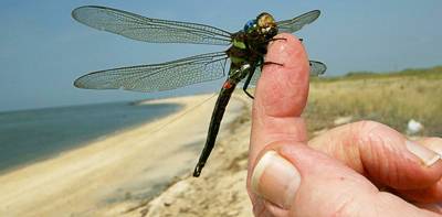 Tracking dragonflies