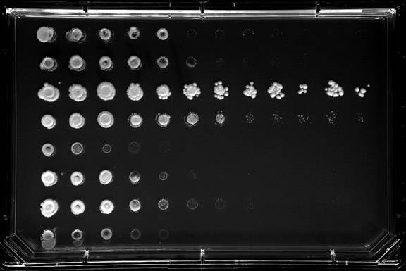 Kruglyak lab yeast