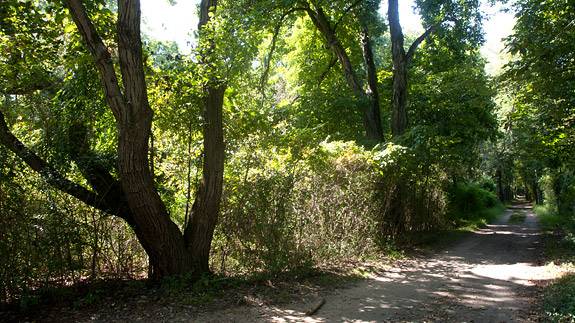 Parks Institute Woods