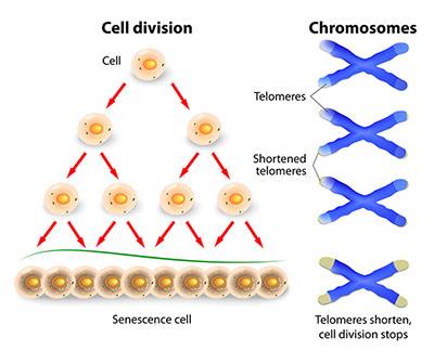 telomere