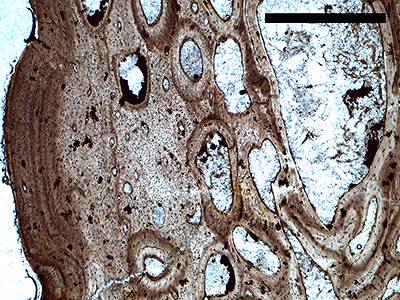 Slide sample stegosaurus