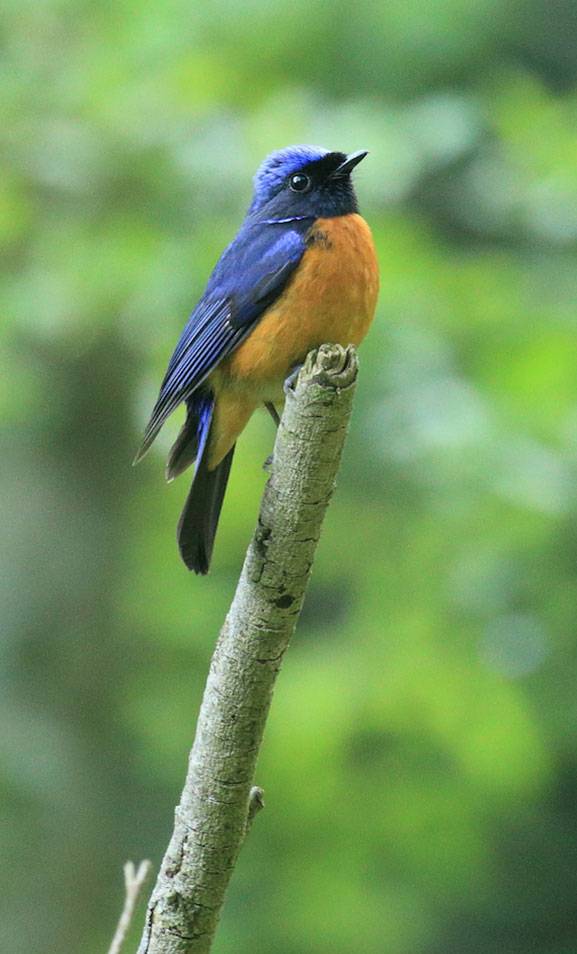 Birds were surveyed using point counts, which entails counting the birds seen and heard from a grid of points placed in the forests and cropland. The researchers found that reforesting land with monocultures resulted in fewer bird species, such as the Fujian niltava <i>(Niltava davidi)</i>, above, that are common to native forests, and that birds tended to be less abundant overall. <i>(Photo by Jiawei Wu)</i>