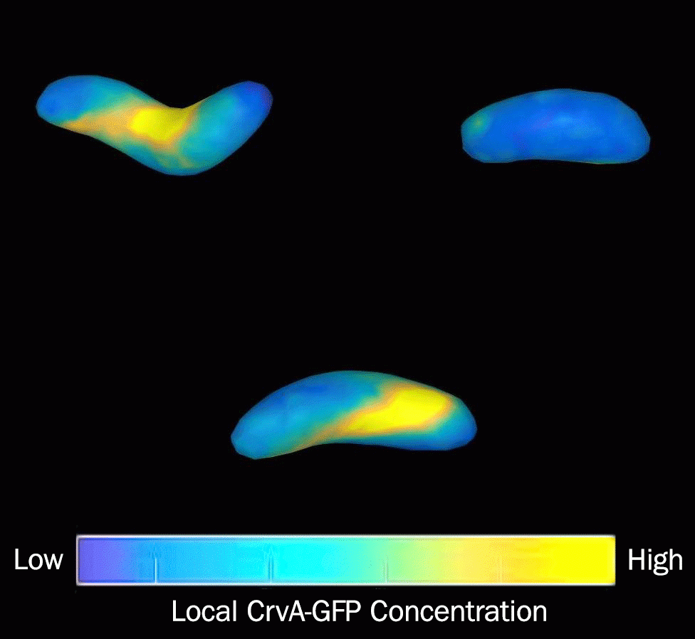 A computer model the researchers developed helped them understand the how the bacteria internally function to grow, adapt and infect. Under a microscope, <i>V. cholerae</i> appear curved and flat. The researchers' modeling program, however, revealed that the bacteria take on a twisting shape similar to an auger that likely help them twist into — and then escape — the protective mucus that lines the inside of the gut. <i>(Video by Thomas Bartlett, Department of Molecular Biology)</i>
