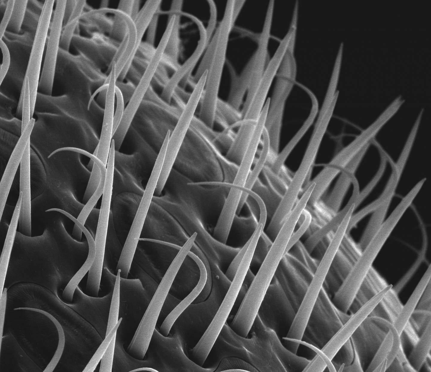 A microscope image of a bee