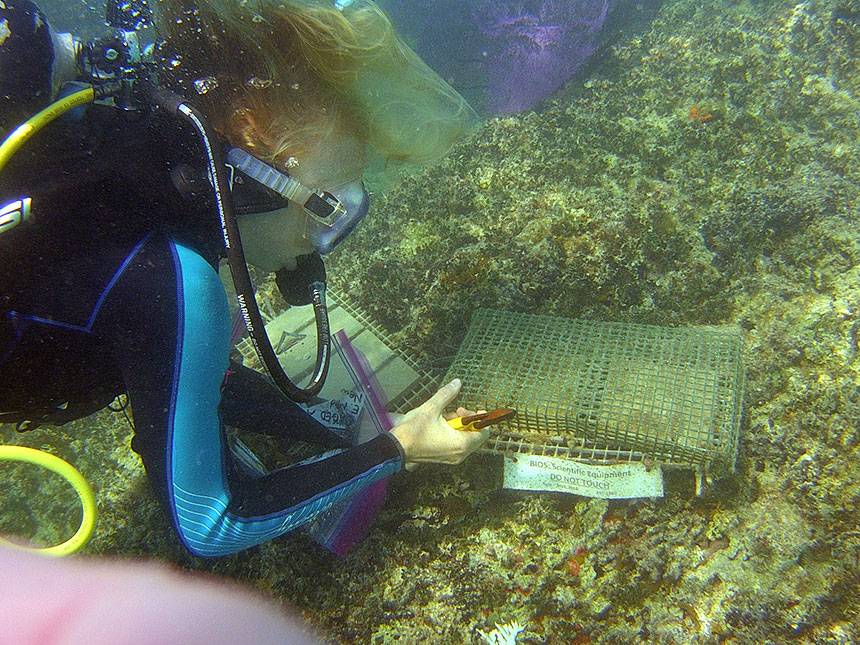 Zoe Sims underwater looking at corral