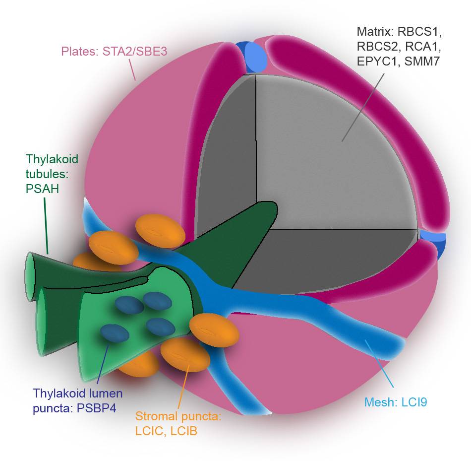 Structure of pyrenoid