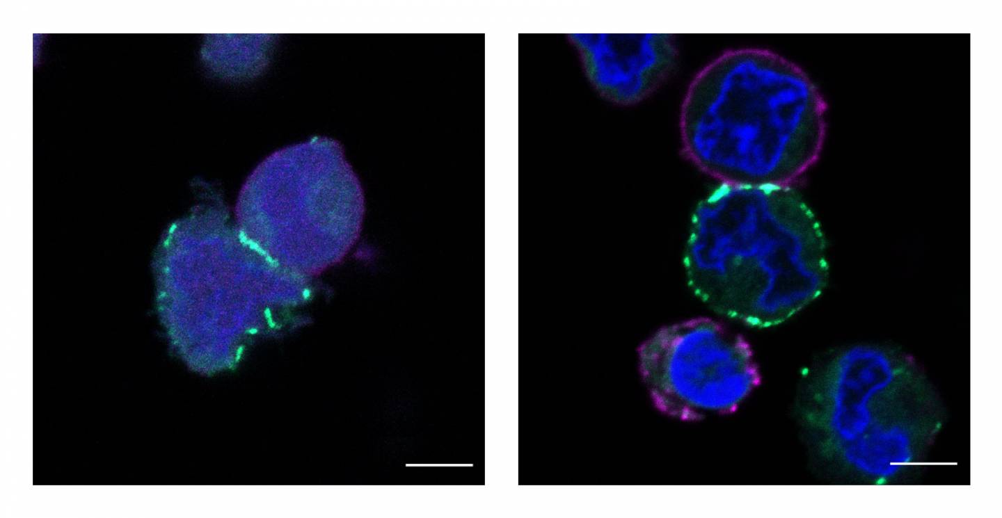 blue and green cells