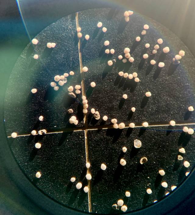 Fossilized foraminifera