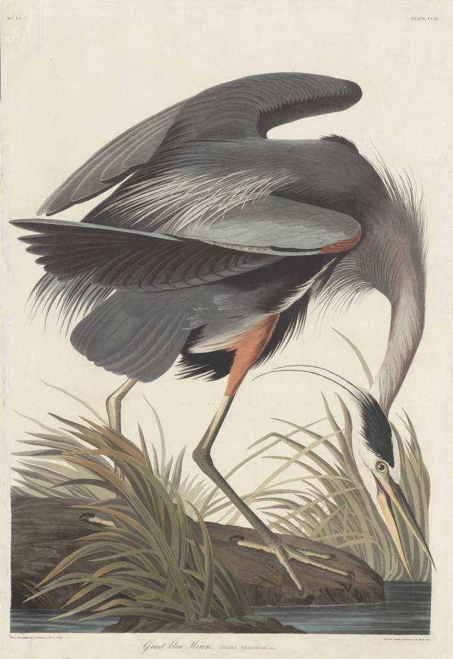 A great blue heron as rendered by John James Audubon